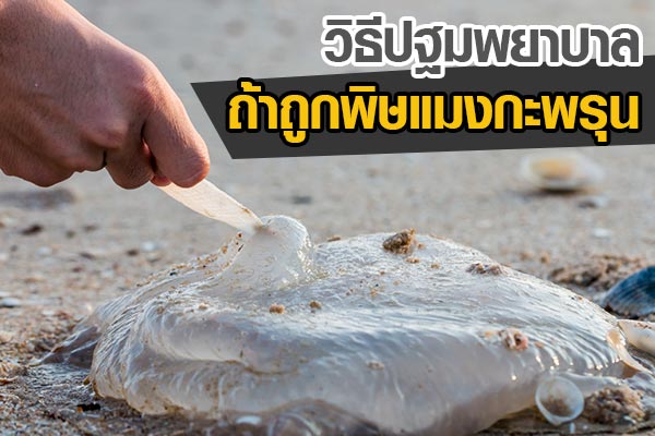 แมงกะพรุน แมงกะพรุน