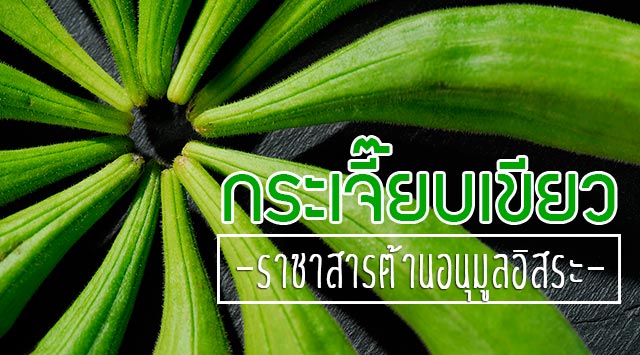 กระเจี๊ยบเขียว กระเจี๊ยบเขียว
