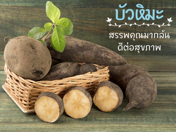 บัวหิมะ บัวหิมะ