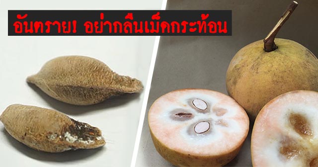 กระท้อน กระท้อน