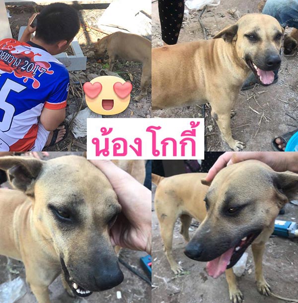 สุนัขถูกทิ้ง สุนัขถูกทิ้ง