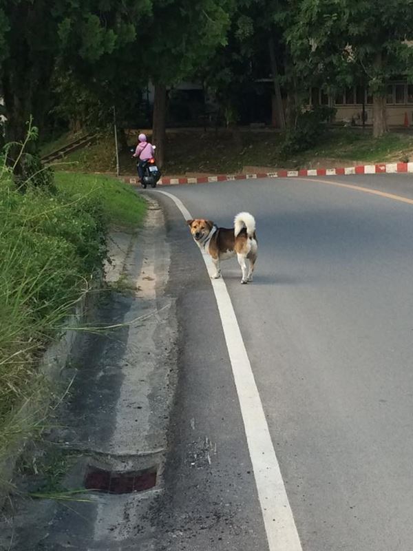 เจ้าเตี้ย หมาหล่อ เจ้าเตี้ย หมาหล่อ
