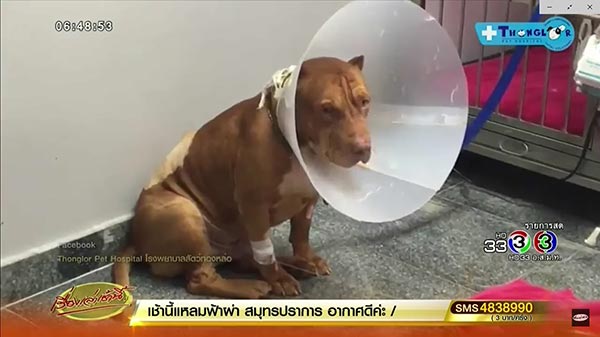 หมาพิทบูลกัดเจ้าของ หมาพิทบูลกัดเจ้าของ