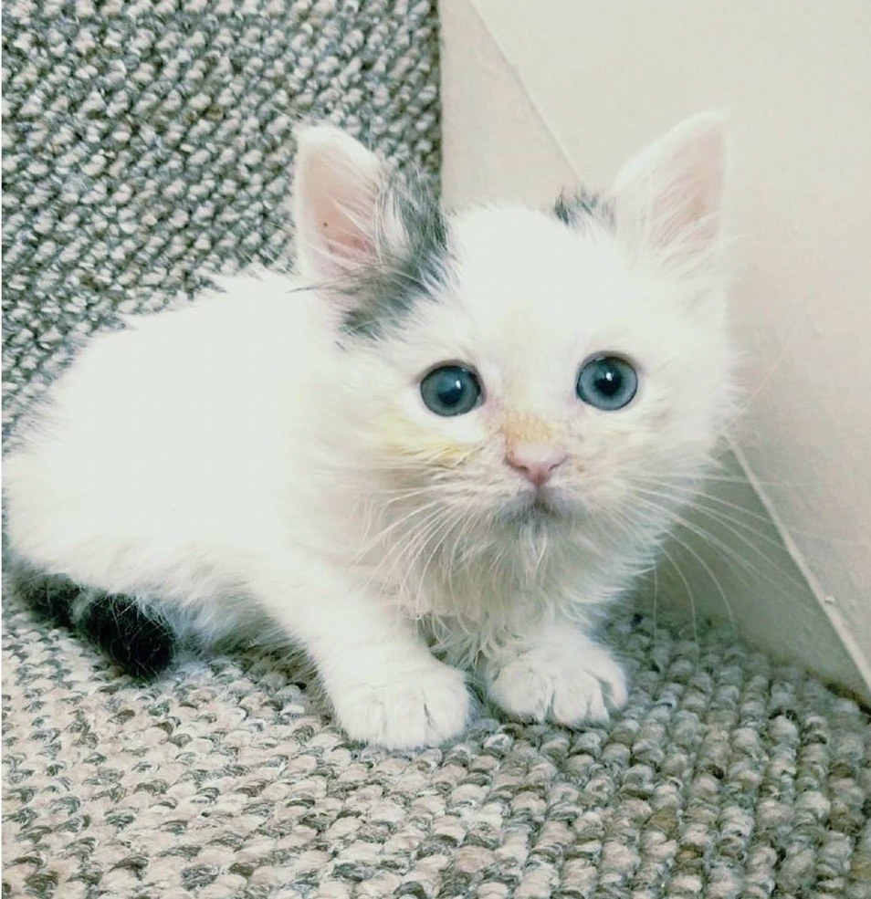 ลูกแมวตาบอด ลูกแมวตาบอด