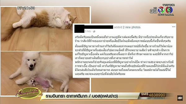 คาเฟ่สัตว์เลี้ยง คาเฟ่สัตว์เลี้ยง