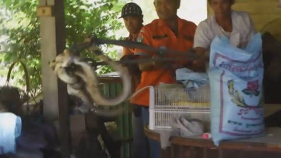 ตะลึง !! งูจงอางตัวเขื่องกอดรัดผสมพันธุ์ในร้านอาหาร คอหวยแห่ตีเลขเด็ด ตะลึง !! งูจงอางตัวเขื่องกอดรัดผสมพันธุ์ในร้านอาหาร คอหวยแห่ตีเลขเด็ด