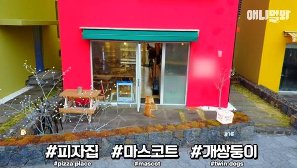 เจ้าของร้านพิซซ่าทำบ้านใหม่ให้ 2 ตูบจรจัดขาประจำ รับมาอยู่ด้วยกันซะเลย เจ้าของร้านพิซซ่าทำบ้านใหม่ให้ 2 ตูบจรจัดขาประจำ รับมาอยู่ด้วยกันซะเลย