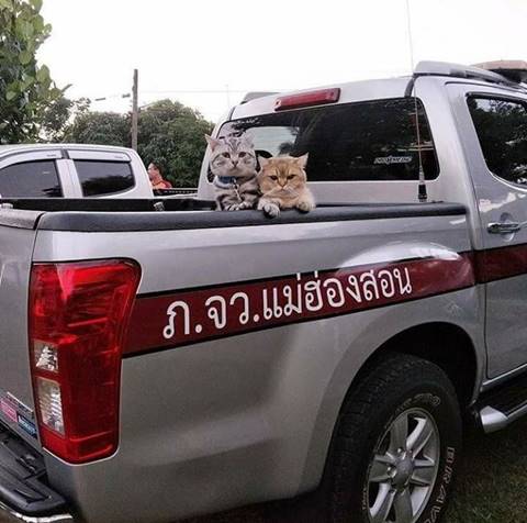 เหมียวคู่เอกปะทะเขี้ยว เหมียวคู่เอกปะทะเขี้ยว