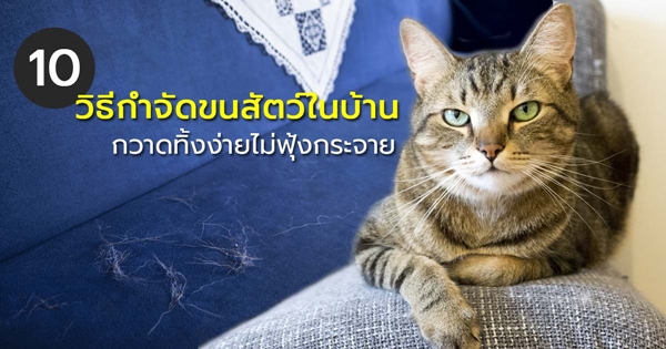 วิธีกำจัดขนสัตว์ในบ้าน วิธีกำจัดขนสัตว์ในบ้าน