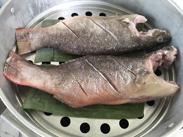ปลาเก๋าน้ำแดง ปลาเก๋าน้ำแดง