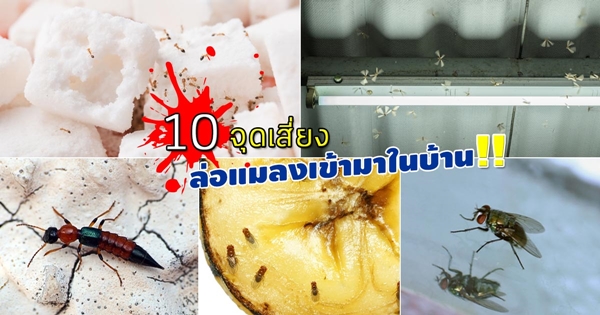แมลงเข้าบ้าน แมลงเข้าบ้าน