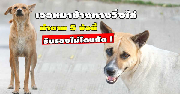 วิธีรับมือหมาไล่กัด วิธีรับมือหมาไล่กัด