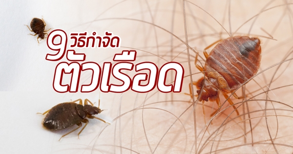 วิธีกำจัดตัวเรือด วิธีกำจัดตัวเรือด