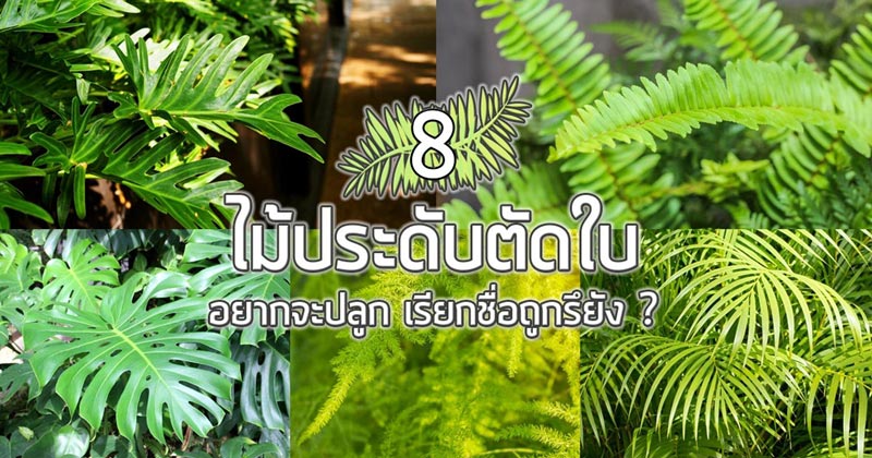 ไม้ประดับตัดใบ ไม้ประดับตัดใบ