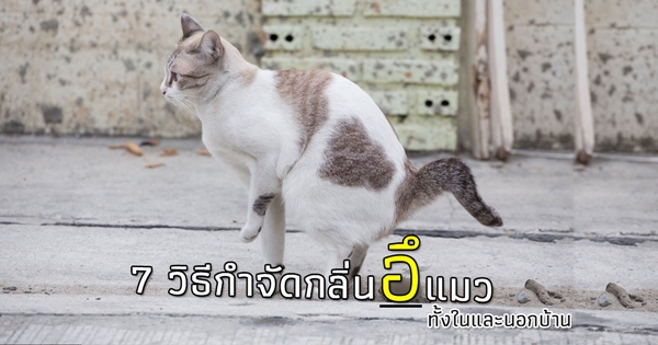 วิธีกำจัดกลิ่นขี้แมว วิธีกำจัดกลิ่นขี้แมว