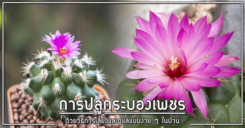 การปลูกต้นกระบองเพชร การปลูกต้นกระบองเพชร