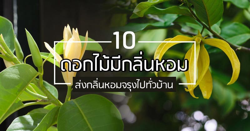 ดอกไม้มีกลิ่นหอม ดอกไม้มีกลิ่นหอม