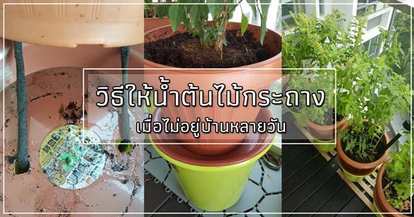 วิธีรดน้ำต้นไม้ในกระถาง วิธีรดน้ำต้นไม้ในกระถาง