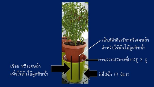 วิธีรดน้ำต้นไม้ในกระถาง วิธีรดน้ำต้นไม้ในกระถาง
