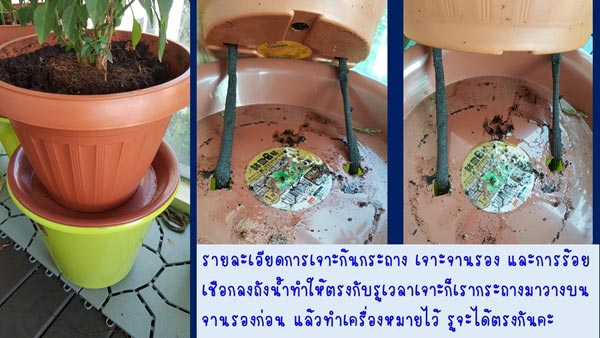 วิธีรดน้ำต้นไม้ในกระถาง วิธีรดน้ำต้นไม้ในกระถาง