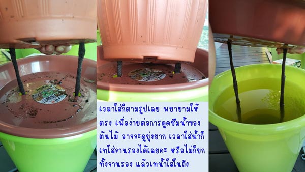 วิธีรดน้ำต้นไม้ในกระถาง วิธีรดน้ำต้นไม้ในกระถาง