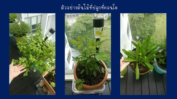 วิธีรดน้ำต้นไม้ในกระถาง วิธีรดน้ำต้นไม้ในกระถาง