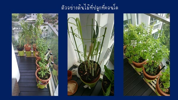 วิธีรดน้ำต้นไม้ในกระถาง วิธีรดน้ำต้นไม้ในกระถาง