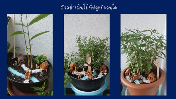 วิธีรดน้ำต้นไม้ในกระถาง วิธีรดน้ำต้นไม้ในกระถาง