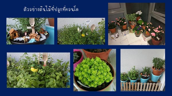 วิธีรดน้ำต้นไม้ในกระถาง วิธีรดน้ำต้นไม้ในกระถาง