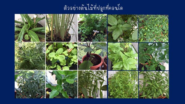 วิธีรดน้ำต้นไม้ในกระถาง วิธีรดน้ำต้นไม้ในกระถาง