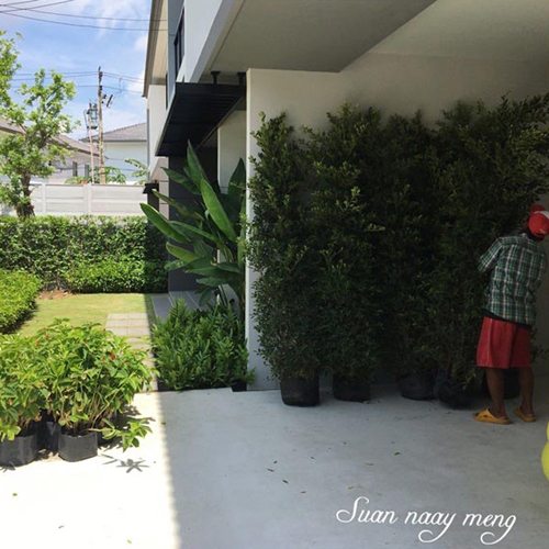 จัดสวนหน้าบ้านพื้นที่น้อย จัดสวนหน้าบ้านพื้นที่น้อย