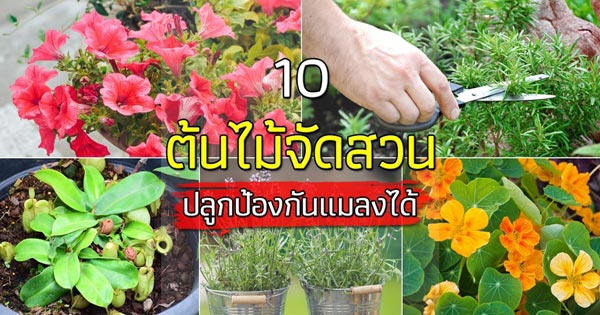 ต้นไม้จัดสวนปลูกไล่แมลง ต้นไม้จัดสวนปลูกไล่แมลง
