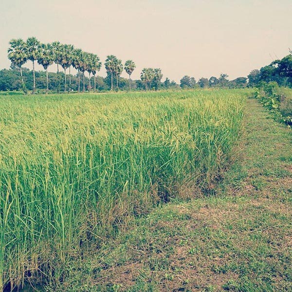 บ้าน ปอ ทฤษฎี บ้าน ปอ ทฤษฎี