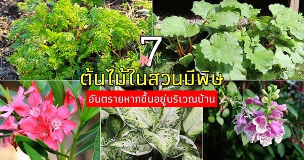 ต้นไม้มีพิษ ต้นไม้มีพิษ