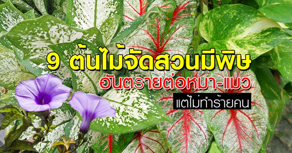 ต้นไม้จัดสวน ต้นไม้จัดสวน