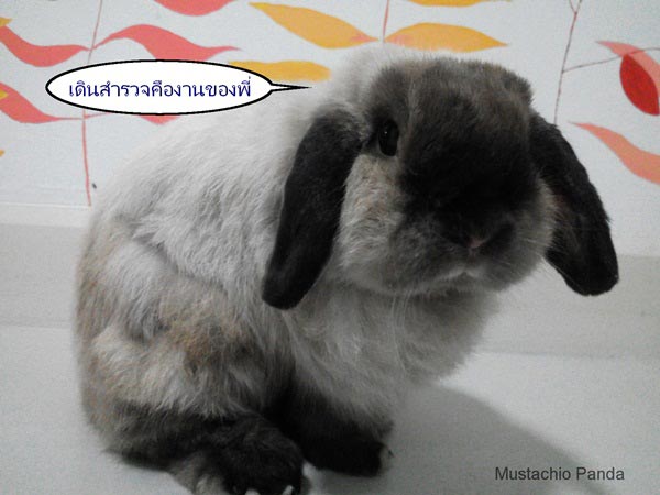 ประตูกระต่ายแบบติดมุ้งลวด ประตูกระต่ายแบบติดมุ้งลวด