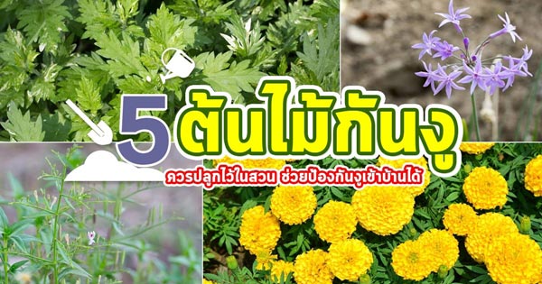 ต้นไม้กันงู ต้นไม้กันงู