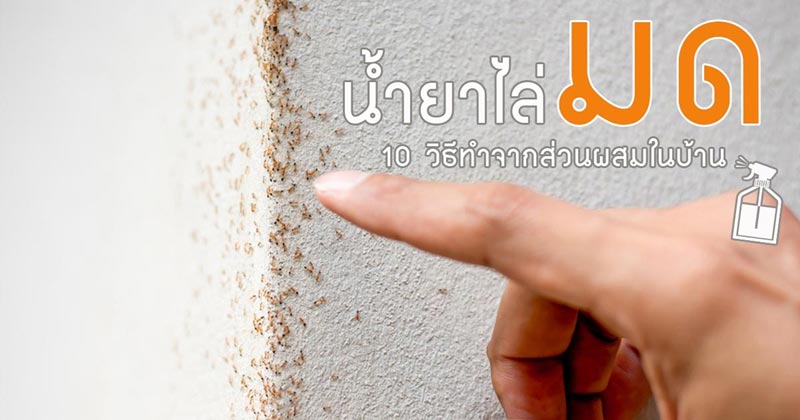น้ำยาไล่มด น้ำยาไล่มด