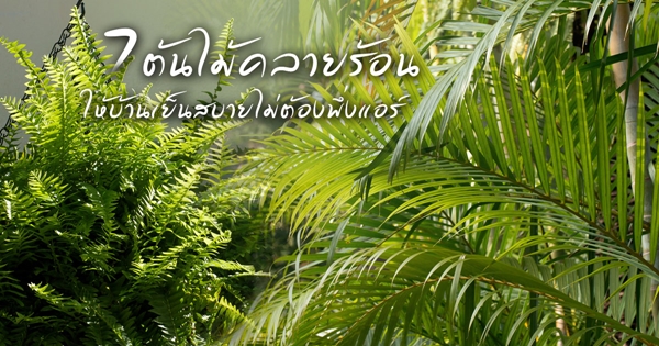 ต้นไม้คลายร้อน ต้นไม้คลายร้อน