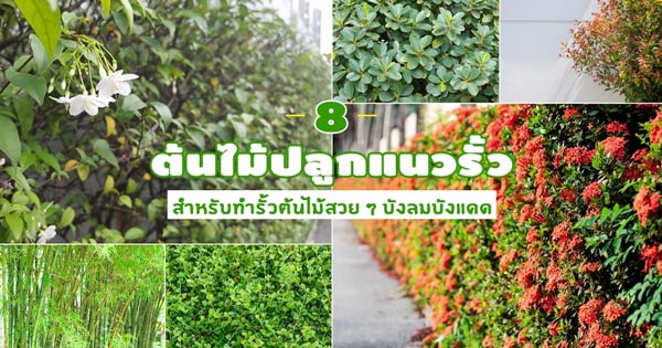 รั้วต้นไม้ รั้วต้นไม้