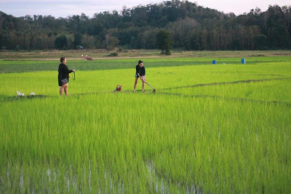 โฮมเสตย์พื้นบ้าน โฮมเสตย์พื้นบ้าน