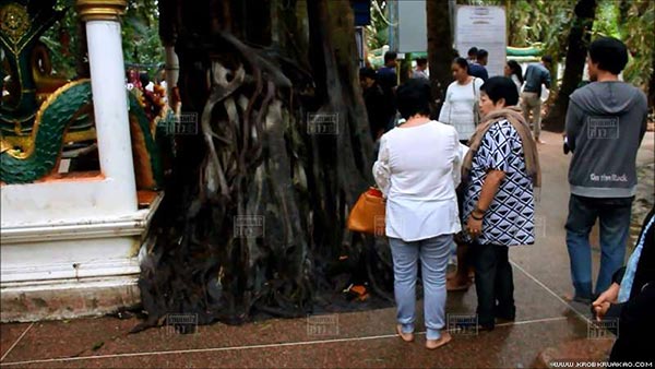 ต้นมะเดื่อยักษ์คำชะโนด ต้นมะเดื่อยักษ์คำชะโนด