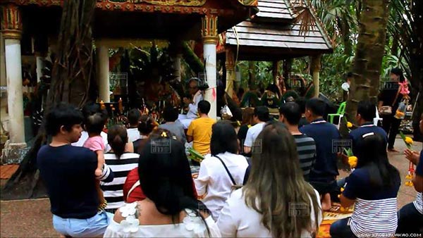 ต้นมะเดื่อยักษ์คำชะโนด ต้นมะเดื่อยักษ์คำชะโนด