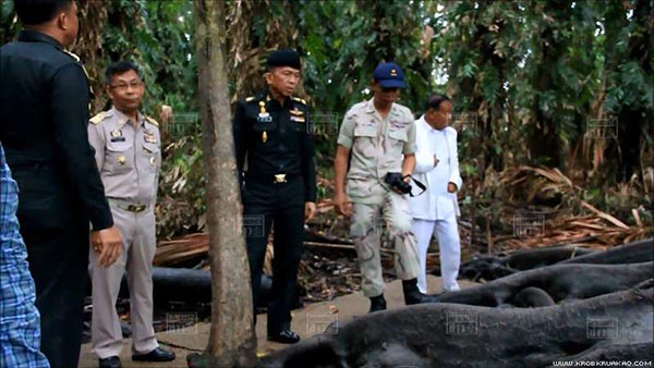 ต้นมะเดื่อยักษ์คำชะโนด ต้นมะเดื่อยักษ์คำชะโนด