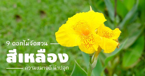 การปลูกดอกไม้สีเหลือง การปลูกดอกไม้สีเหลือง