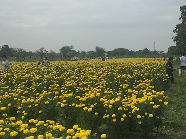 ทุ่งดอกดาวเรือง ลาดพร้าว ทุ่งดอกดาวเรือง ลาดพร้าว