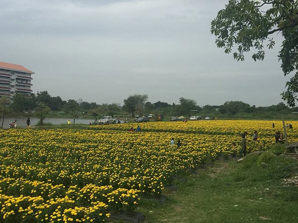 ทุ่งดอกดาวเรือง ลาดพร้าว ทุ่งดอกดาวเรือง ลาดพร้าว