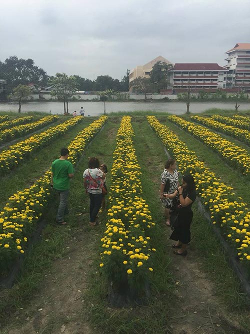 ทุ่งดอกดาวเรือง ลาดพร้าว ทุ่งดอกดาวเรือง ลาดพร้าว