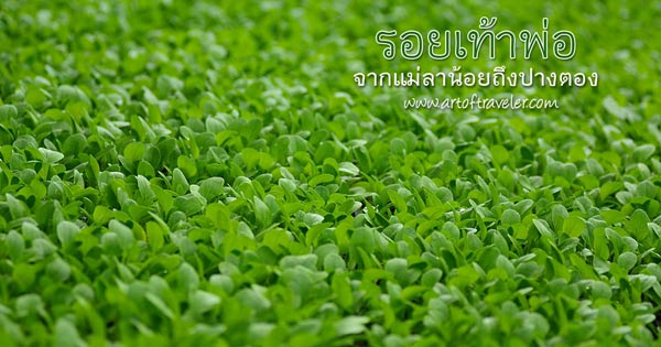 เที่ยวแม่ฮ่องสอน เที่ยวแม่ฮ่องสอน