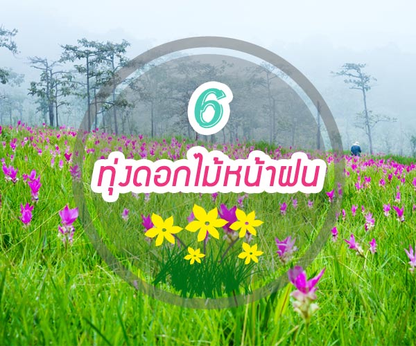 ทุ่งดอกไม้ ทุ่งดอกไม้